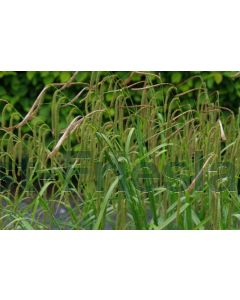 Carex pendula P9 / 24 per kist