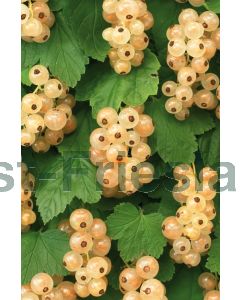 Ribes rub. 'White Pearl' 75 cm C2