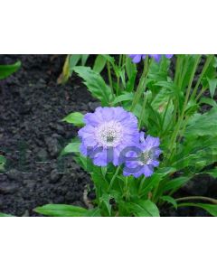 Scabiosa cauc. 'Stäfa' P9 / 24 per kist