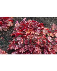 Heuchera 'Peach Flambe' P9 / 24 per kist