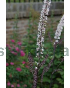 Actaea ramosa 'Atropurpurea' C2