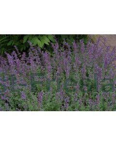 Nepeta faass. 'Walker's Low' C2