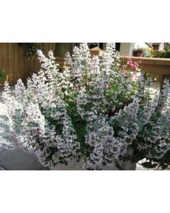 Calamintha n. nepeta P9 / 24 per kist