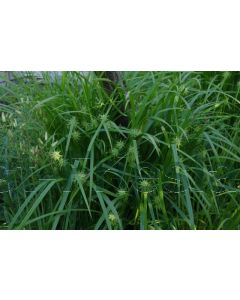 Carex grayi P9 / 24 per kist