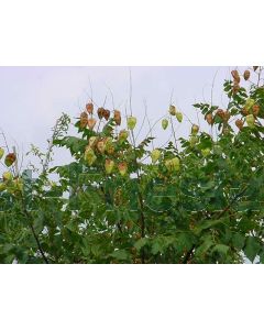 Koelreuteria paniculata 350-400 cm C230 Meerstam