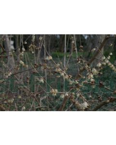 Chimonanthus praecox 125-150 cm C20