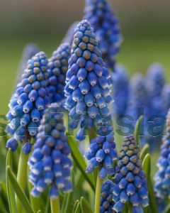 Muscari armeniacum P9