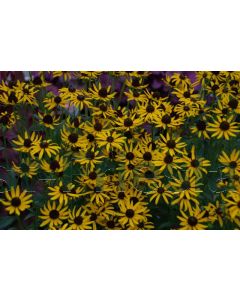 Rudbeckia fulg. 'Little Goldstar' P9 / 24 per kist