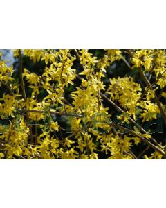 Forsythia int. 'Spectabilis' C2