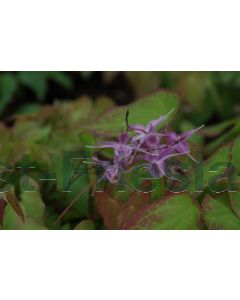 Epimedium grand. 'Lilafee' P9 / 24 per kist