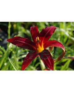 Hemerocallis 'Crimson Pirate' P9 / 24 per kist