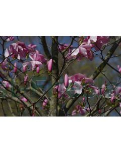 Magnolia 'Galaxy' 100-125 cm C10