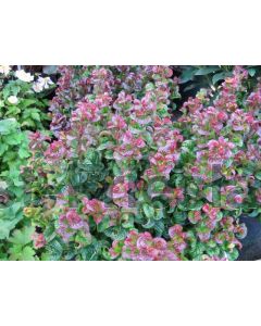 Leucothoe axillaris 'Curly Red' C2