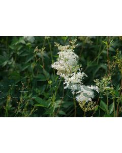 Filipendula ulmaria P9 / 24 per kist