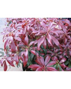 Pieris jap. 'Katsura'® C2