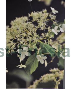 Hydrangea anomala 'Petiolaris' 40-50 cm C3