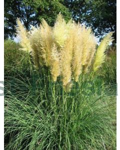 Cortaderia sell. 'Pumila' C20