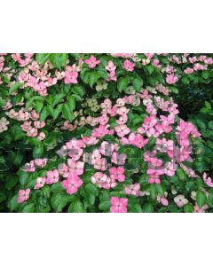 Cornus kousa 'Satomi' 100-125 cm C20