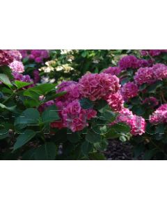 Hydrangea m. 'Schone Bautzerin' C5