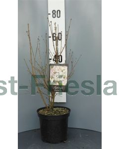 Syringa patula 'Miss Kim' 60-80 cm C10