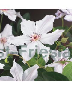 Clematis 'Snow Queen' 75 cm C2