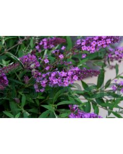 Buddleja dav. 'FP Dark Pink' C2