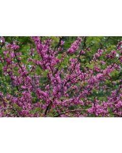 Cercis siliquastrum 8/10 drkl