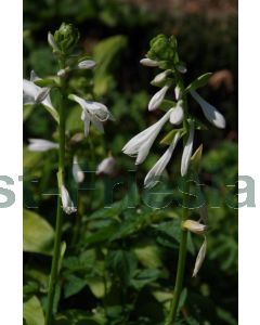 Hosta 'Honeybells' P9 / 24 per kist