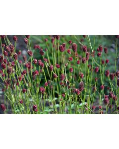 Sanguisorba off. 'Tanna' P9 / 24 per kist