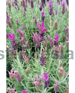 Lavandula stoechas P9 / 24 per kist