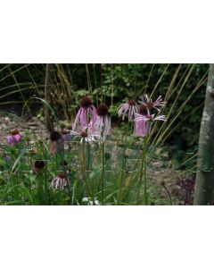 Echinacea pallida P9 / 24 per kist