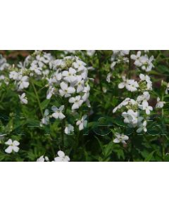 Hesperis matr. 'Alba' P9 / 24 per kist