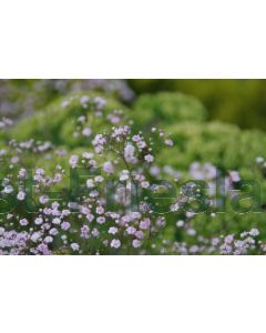 Gypsophila 'Rosenschleier' P9 / 24 per kist