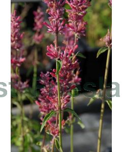 Agastache mexic. 'Red Fortune' P9 / 24 per kist