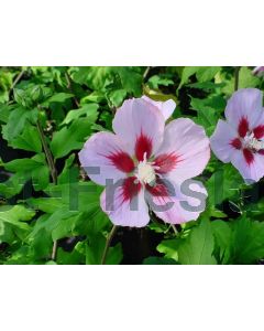 Hibiscus syr. 'Hamabo' 80-100 cm C10