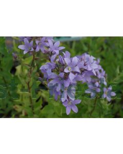 Campanula lact. 'Prichard's Var.' P9 / 24 per kist