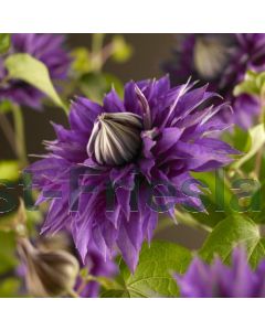 Clematis 'Multi Blue' 75 cm C2