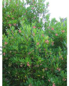 Arbutus unedo 60-80 cm C9