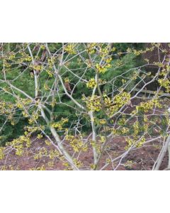 Hamamelis int. 'Westerstede' 60-80 cm C5