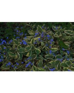 Brunnera macr. 'Hadspen Cream' P9 / 24 per kist