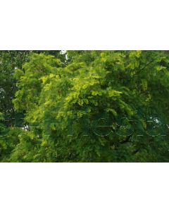 Robinia ps. 'Frisia' 200-250 cm C20