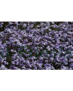 Phlox (S) 'Emerald Cushion Blue' P9 / 24 per kist