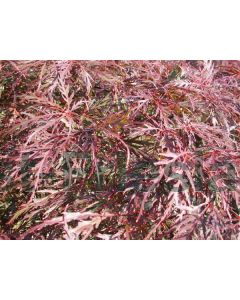 Acer pal. 'Dissect. Garnet' 40-60 cm C5