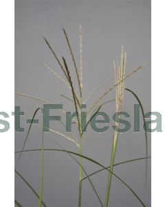 Miscanthus sin. 'Nippon' P9 / 24 per kist