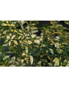 Euonymus fort. 'Blondy' 20-25 cm C2