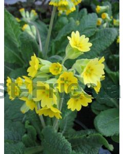 Primula veris P9 / 24 per kist