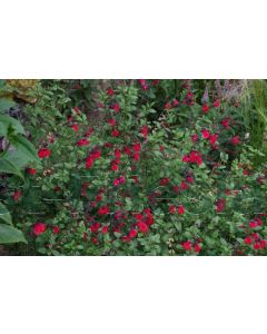 Salvia 'Royal Bumble' P9 / 24 per kist