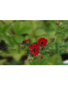 Potentilla 'Gibson's Scarlet' P9 / 24 per kist