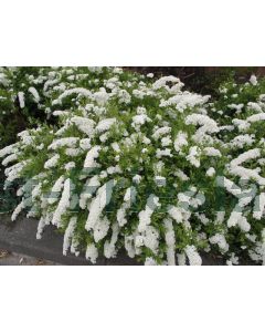 Spiraea arguta 40-60 cm C2