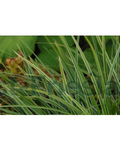 Carex mor. 'Variegata' P9 / 24 per kist